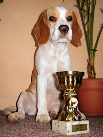 Lemon 5 měsíců a první pohár za baby agiliti :-) aneb kdo má delší nohy :-)))