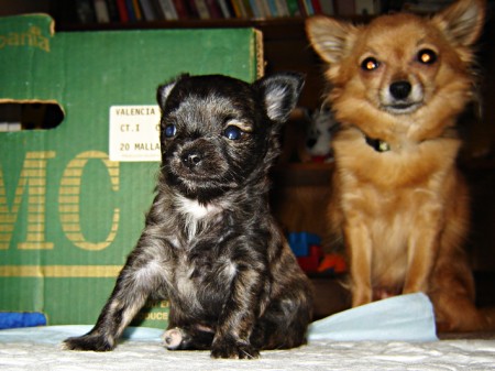 štěňátko od Mayenky 6týdnů s maminkou