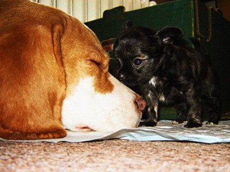 štěňátko od Mayenky 6týdnů s Lemonkou